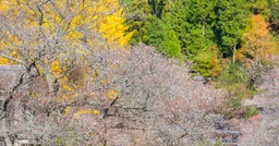 Discover Cherry Blossoms in Autumn in This Japan Destination featured image