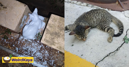 Kitten Drenched In White Paint Struggles To Breathe, NGO Offers RM3k For Info On Abuser featured image