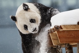 Cash-strapped Finnish zoo may have to return giant pandas to China featured image