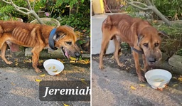 Dog Found In Deplorable Bony State, Rescued From Owner featured image