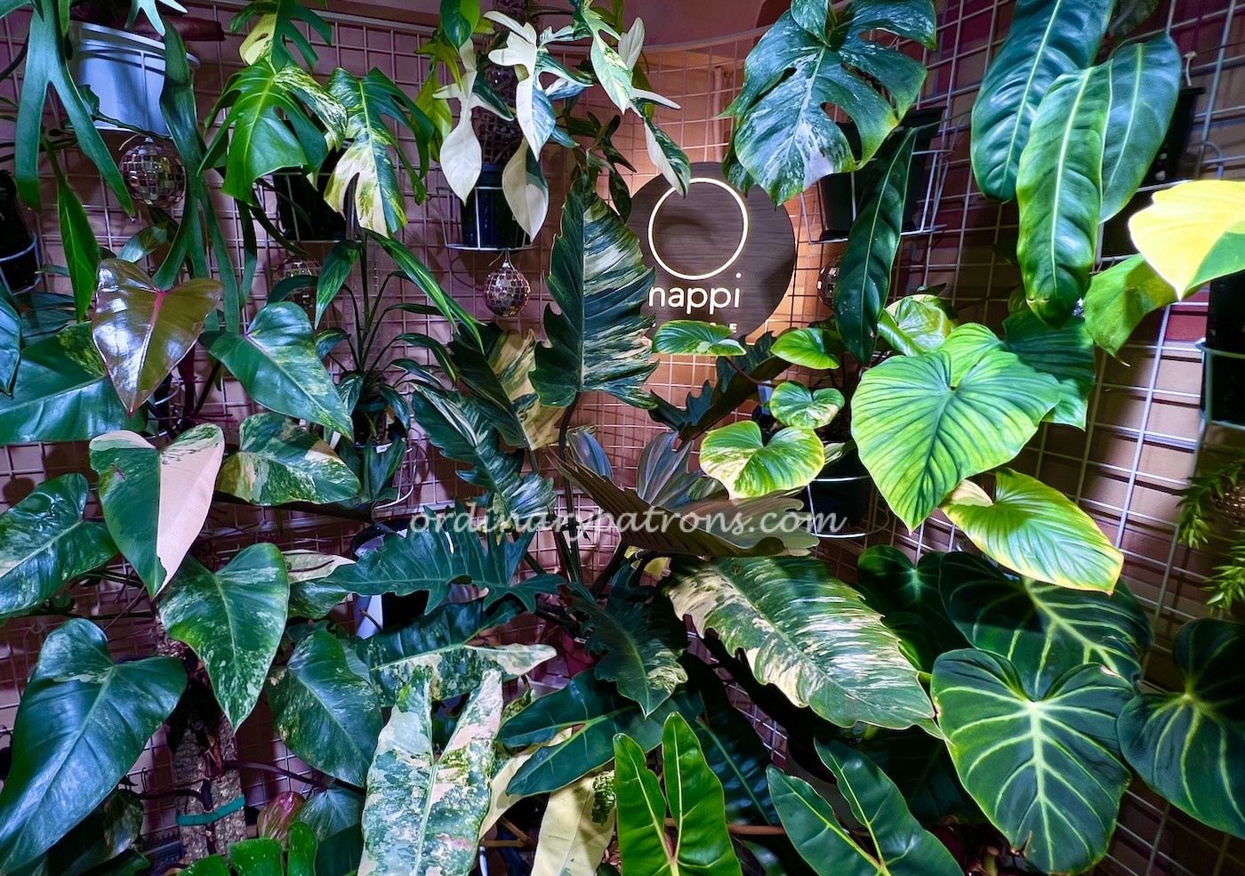 O Happi Place Cafe – Coffee & Dessert With Lush Plants featured image